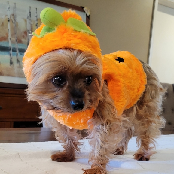 2X Host Pick 🐶🥰🐕 Dog Pumpkin Halloween Costume XS - Picture 5 of 16
